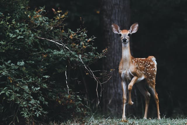 a baby deer.